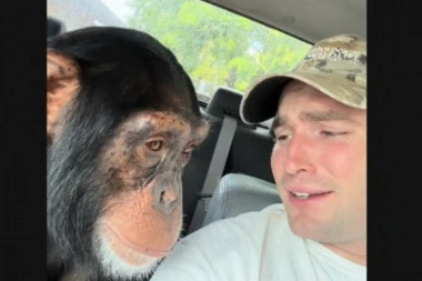 MLADIĆ SE VOZIO KOLIMA SA ŠIMPANZOM, A ONDA JE ZATRAŽILA JEDNU STVAR OD NJEGA: O ponašanju ove životinje priča ceo svet, kako je ovo moguće? (VIDEO)