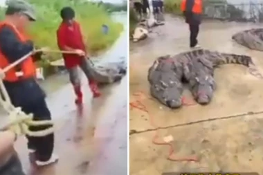 DRAMA! ODBEGLO 75 KROKODILA! Policija dobila naređenje da UBIJA! (VIDEO)