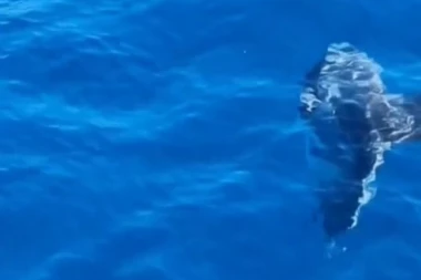 DRAMA NA MORU U CRNOJ GORI: Nastala opšta uzbuna, snimljena retka vrsta ribe "čudnog" izgleda (VIDEO)