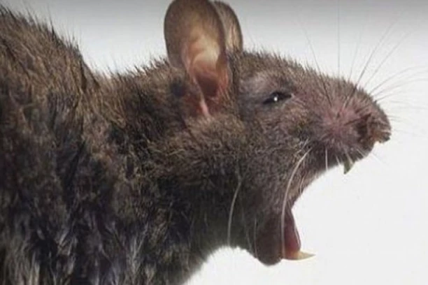 VIŠE OD DESET PACIJENATA PRIMLJENO U KCU SARAJEVO ZBOG LEPTOSPIROZE: Prenose je glodari a može biti i fatalna!