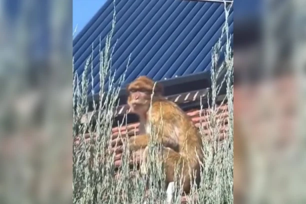 MAJMUN ŠETA PO KROVOVIMA NA KARABURMI! Ljudi šokirani prizorim, čija je ovo ŽIVOTINJA, kome je pobegla? (FOTO/VIDEO)