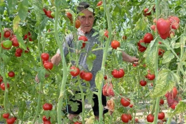 GRAM OVOG SEMENA SKUPLJI JE OD ZLATA, ALI DONOSI ODLIČNU ZARADU: U Prijepolju rađa DŽINOVSKI čeri paradajz, može da se obere jedino sa merdevina!