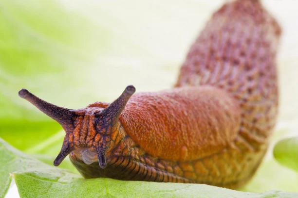 OPASAN PUŽ UOČEN U SRBIJI! Pravi štete u baštama, a prenosi i bakterije i viruse na kućne ljubimce! (FOTO)
