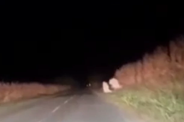 USRED NOĆI DVE PRIKAZE IZAŠLE IZ NJIVE! Bizarnost iz Srbije koja ledi krv u žilama, snimak šokirao naciju! (FOTO)