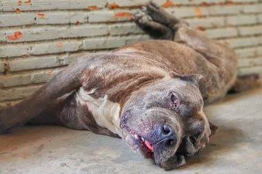 ČEKIĆEM UBIO STAFORDA: Jezivo iživljavanje mladića nad nesrećnom životinjom!