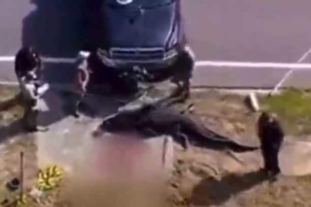 "VIDEO SAM KAKO NOSI LEŠ U ČELJUSTIMA, MORAO SAM DA SNIMIM!" Policija pucala u opasnog PREDATORA - prolaznik zatekao jezivu scenu u parku (VIDEO)