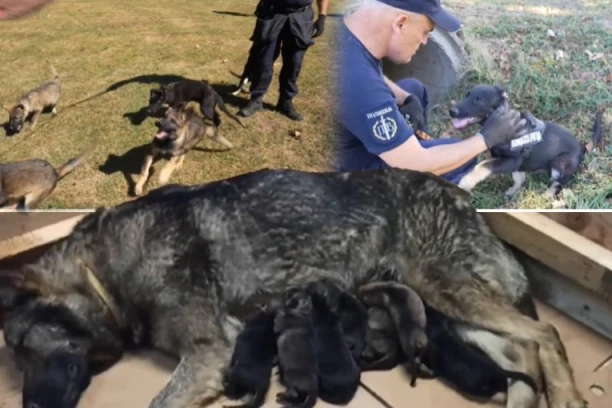 STIGLO JE NAJSLAĐE POJAČANJE ZA SRPSKU POLICIJU: Ove BEBE postaće NOVI čuvari reda (VIDEO)