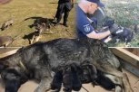 STIGLO JE NAJSLAĐE POJAČANJE ZA SRPSKU POLICIJU: Ove BEBE postaće NOVI čuvari reda (VIDEO)