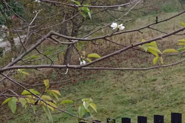 DA LI JE OVO NAGOVEŠTAJ DA ĆE ZIMA BITI DUGA I OŠTRA? Kod porodice Lukić desila se neobična pojava