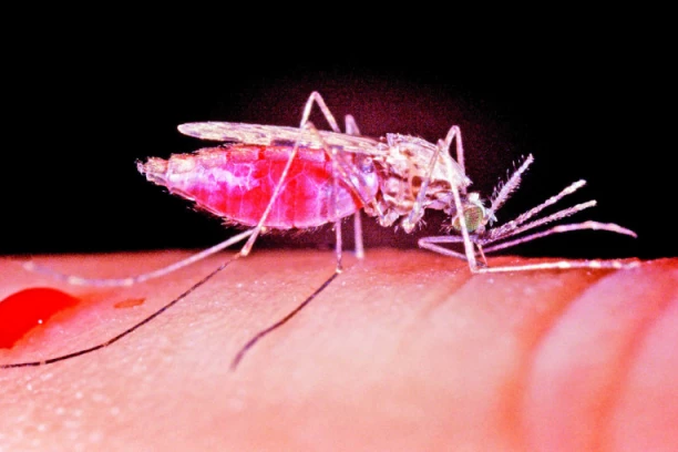 PROTIV OVOG VIRUSA LEKA NEMA! Širi se ujedom insekata, a mnogi ljudi su već umrli! Preti nova opasnost?!