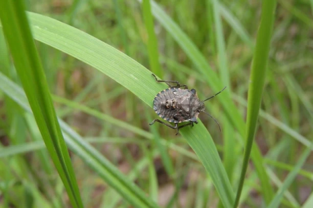 NAJEZDA SMRDIBUBA SADA BRINE SVE SRBE: Napravite OVE rastvore jer su bolji od bilo kojih INSEKTCIDA, rešite ih se za sva vremena!