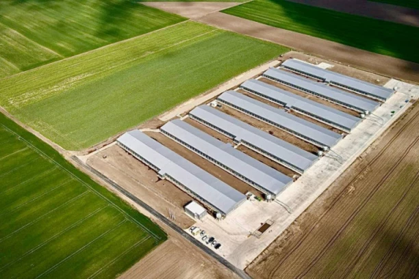 Perutnina Ptuj Topiko nastavlja sa investicijama u proizvodnji pilećeg mesa!