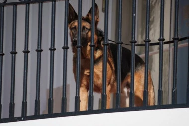 PAS DŽO BAJDENA PONOVO NAPAO! Čak 11. incident u poslednjih nekoliko meseci! EVO KOGA JE OVOG PUTA UGRIZAO!