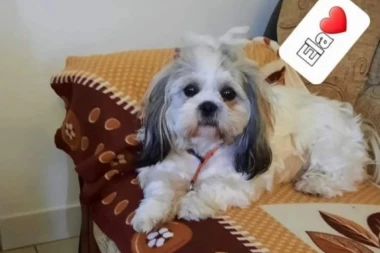 SVETLANA NUDI 5.000 EVRA AKO JOJ PRONAĐETE PSA! Ela je trenutno najtraženiji ljubimac u Srbiji, nestala u okolini Aleksinca! (FOTO)