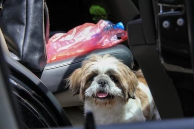 ZA RUBRIKU VEROVALI ILI NE! Čovek iz Odžaka udario psa, pa izašao da vidi kako mu je - PAS POTPUNO NESTAO! (FOTO)