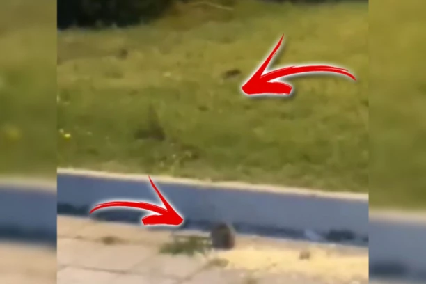 JEZIVO! NAJEZDA PACOVA U OVOM SRPSKOM GRADU! Skakuću, a pored njih deca idu u školu! (VIDEO)