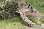 POSEČENO STABLO ROBINA HUDA I TO NAMERNO! Ljudi širom sveta u šoku, uz Hadrijanov zid stajalo 200 godina! MEĐU UHAPŠENIMA I TINEJDŽER! (VIDEO)