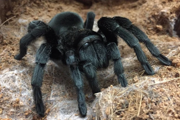 AKO VAM UĐU U KUĆU, MOGU BITI JAKO OPASNE! Beograđanka pronašla tarantulu u zgradi, nastala velika panika - ovo sigurno niste znali o njima (FOTO)