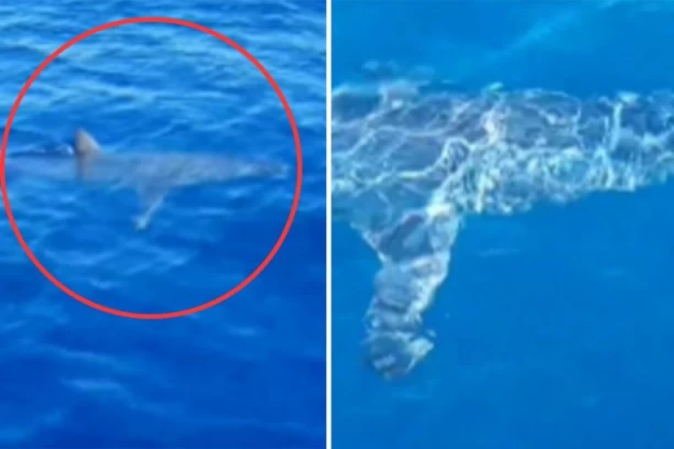 OGROMNA AJKULA U CRNOJ GORI! Dramatičan snimak: Muškarac brčka noge, ONA KRUŽI OKO NJEGA! (VIDEO)