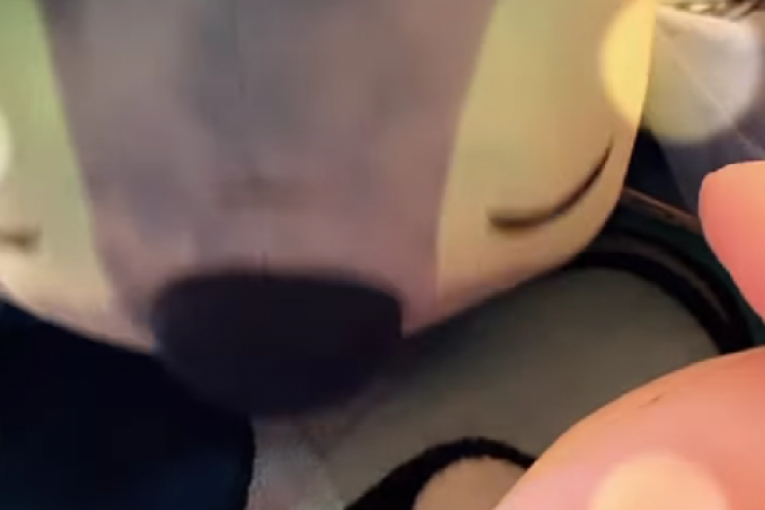 Aleks Nikolić i Maja Marinković