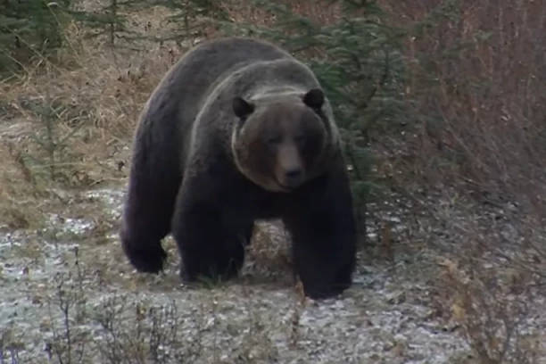 VELIKA DRAMA U CRNOJ GORI! Medved napao lovca, ima teške povrede! ČEKA SE HELIKOPTER!