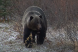 MEŠTANI STREPE I ZA SVOJE ŽIVOTE! Još jedan napad medveda u Trepči, ubijene tri krave!