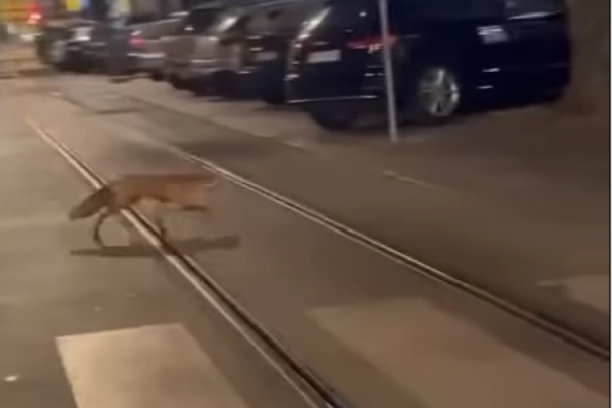 LISICA DORĆOLKA! Životinja prošetala ulicama, pa stala kod SEMAFORA! (VIDEO)
