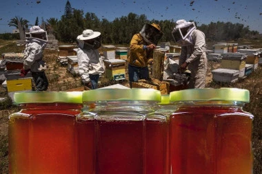 U SRBIJI SE POJAVIO LAŽNI MED! Pčelari objasnili kako da prepoznate onaj koji je kvalitetan i pravi - USVOJENA I DIREKTIVA!
