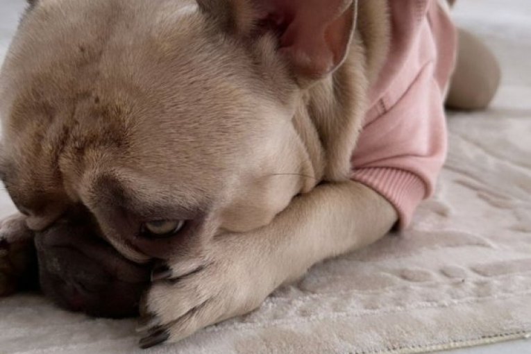 Stanija Dobrojević pas Pablo