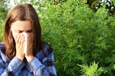 AMBROZIJA NAS JE SVE POKOSILA! Sve više ljudi prijavljuje probleme zbog alergije, EVO kada se očekuje da se smanji!