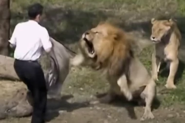 SVEŠTENIK USKOČIO U KAVEZ SA KRVOLOČNIM ZVERIMA, USLEDIO HOROR UŽIVO! Kamera snimila SVE, prizor NIJE za one sa slabim srcem! (VIDEO)