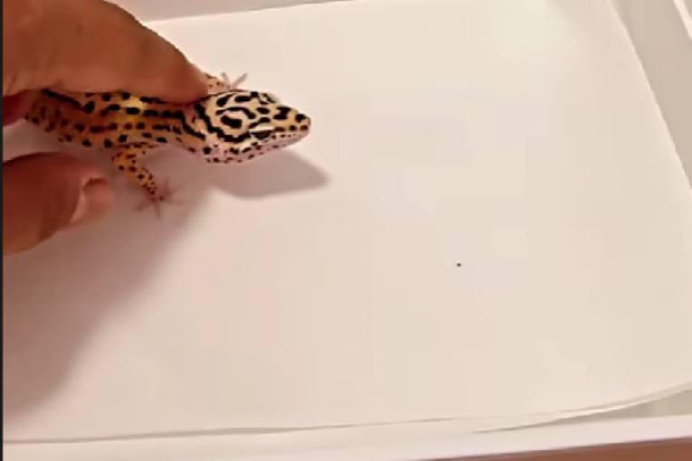 Darko Lazić Instagram