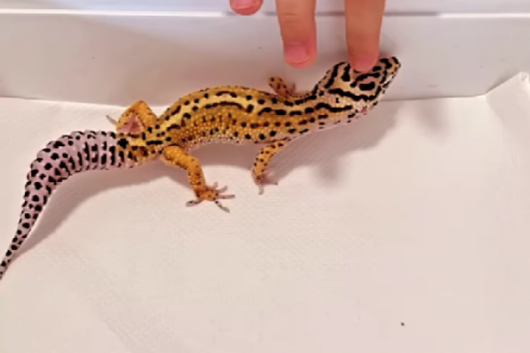 Darko Lazić Instagram