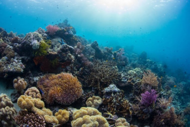 EKOSISTEM ZOVE "UPOMOĆ": Koliko je novca dovoljno za spas koralnih grebena