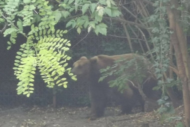 PREKINUO MU PRIPREMU ZA ZIMSKI SAN: Medved ljutito napao muškarca u šumi, evo kako je on prošao
