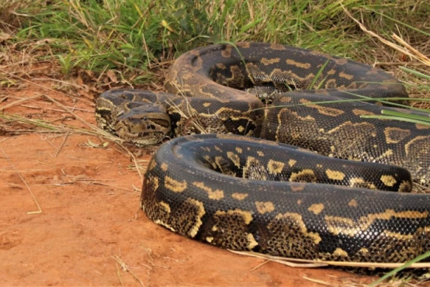 PECU PROGUTAO PITON DUG SEDAM METARA: Prizor je zastrašujuć, meštani rasporili ogromnu zmiju! (FOTO)