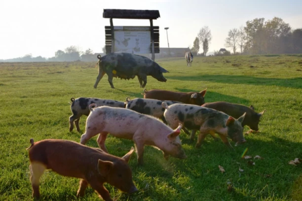 SVINJSKA KUGA HARA CRNOM GOROM! Širi se ka granici sa BiH, stopa smrtnosti 100 posto!