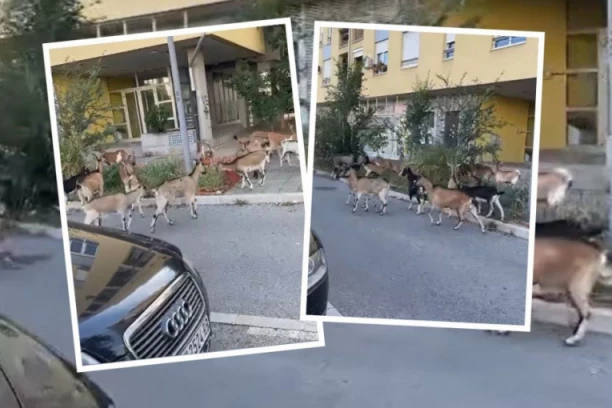 KO ČUVA STOKU U BLOKU?! Snimak iz Novog Beograda postao viralan: "Lagana bleja"!