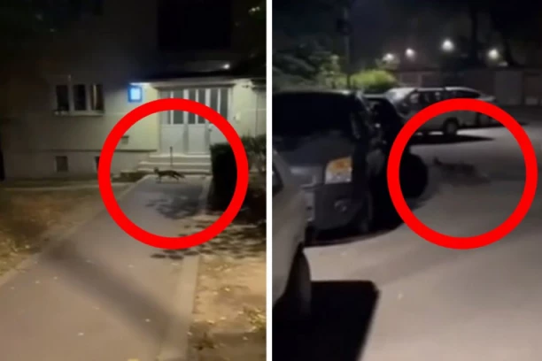 NEZVANI GOST NA KARABURMI! Ova životinja prošetala ulicama, Beograđani apeluju:"Vratite nam je!" (VIDEO)