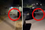 NEZVANI GOST NA KARABURMI! Ova životinja prošetala ulicama, Beograđani apeluju:"Vratite nam je!" (VIDEO)
