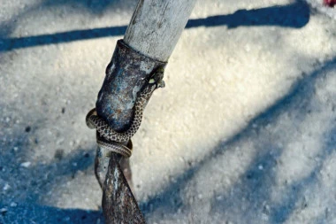 VREBAJU SA SVIH STRANA, A MEŠTANI U STRAHU ZOVU OVOG ČOVEKA! Zmijolovcu se Dejan usijao proteklih dana