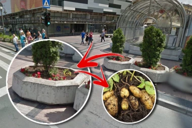 ČUDO U NIŠU! Žardinjere u centru pune jestivog krompira! LJUDI GA VADE I NOSE KUĆI, A EVO SME LI ON DA SE JEDE!