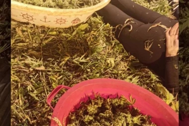 NAPRAVILI LABORATORIJU MARIHUANE, A U TUŽILAŠTVU ZANEMELI: Saslušani dileri iz Borče - među njima i dve žene (FOTO)