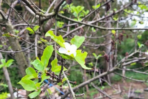 ČUDNA POJAVA ZBUNILA MEŠTANE KRAGUJEVAČKOG SELA! Trešnja rodila u jesen kao da je proleće, prema narodnom VEROVANJU, evo šta nam se sprema!