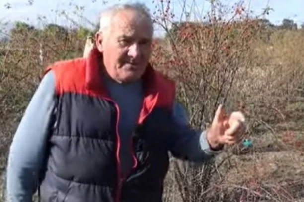 ZARADA KAO IZ BAJKE: Salih otkriva tajnu - ova biljka donosi milione! Na deset ari zarada NEVEROVATNA! (VIDEO)