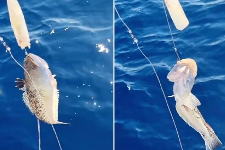 KAD BI VAS UBO MORSKI PAUK, PRVO BISTE OSETILI NEOPISIVU BOL: Uhvaćena najotrovnija riba Jadrana! Snimak zapalio društvene mreže! (VIDEO)
