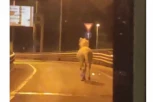 I MI KONJA ZA TRKU IMAMO! Životinja uhvaćena kako galopira ka Novom Beogradu, OVU scenu ne viđate svaki dan! (VIDEO)