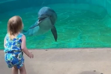 DIRLJIVA SCENA DELFINA I MALENE DEVOJČICE TOPI SRCA: Dete je poslalo poljubac a životinja je uradila nešto što niko nije očekivao! (VIDEO)