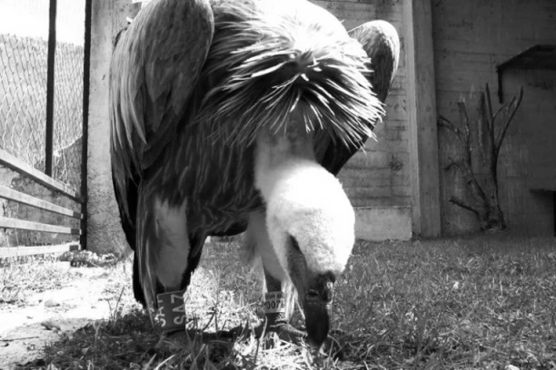 NASTRADALA ČUVENA JEFIMIJA, UBIO JE STRUJNI UDAR: Ženka beloglavog supa sa Uvca preletela pola sveta, a život skončala u Bugarskoj (FOTO)