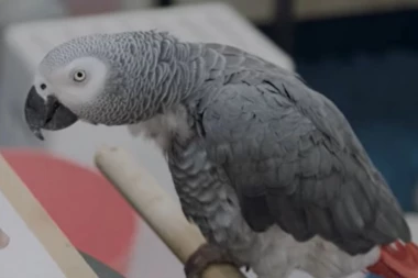 Ko vrati Lea dobiće čak 2.000 evra, po ovome ćete ga prepoznati: Neverovatan oglas očajnog Beograđanina